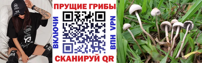 Галлюциногенные грибы MAGIC MUSHROOMS  Родники 